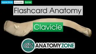 Clavicle | Flashcard Anatomy