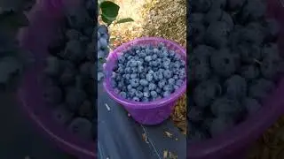 Без комментариев!