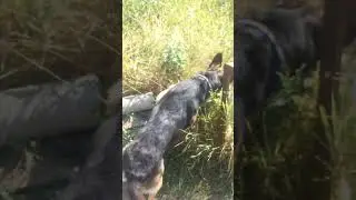 радость собаки хозяину с утра