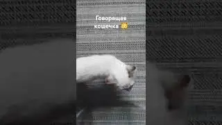 говорящая кошечка#тайская#