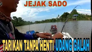 TARIKAN TANPA HENTI MANCING UDANG GALAH #fishing #hunter #malaysia #prawns