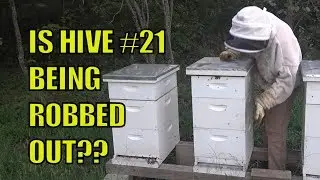Beekeeping:  Absconded and Robbing?? Hive #21 another failed Bee Hive