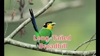 Long-Tailed Broadbill