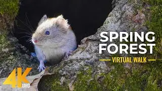 4K Spring Walk in the Forest - Freshness of Awakening Nature & Little Forest Inhabitants