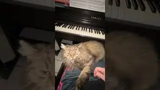 Не надо музыки! Куплю тебе новые наушники 🎧🎹.  #кот #кошки