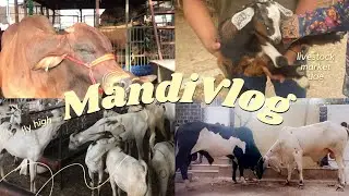 Visit to livestock market Ras Al Khaimah || Mawaishi Mandi || cattle Market Rak