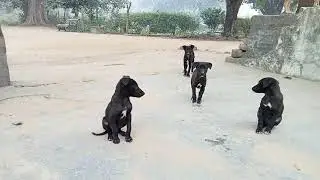 SEEN DOG 🐕 BLACK BEAUTY WHITE #shorts