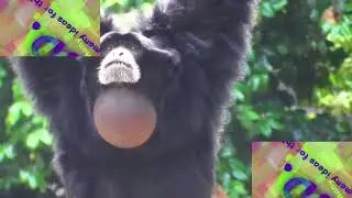 screwdrive up the insentient item