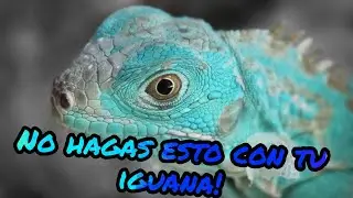 10 Cosas que no Debes Hacer con tu Primer IGUANA!!