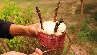 Easy method for grafting neem trees