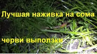Выползки черви. Как собрать. (сама лучшая наживка на сома)