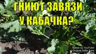 Почему гниют завязи у кабачков на кусту? что делать если гниют кабачки?