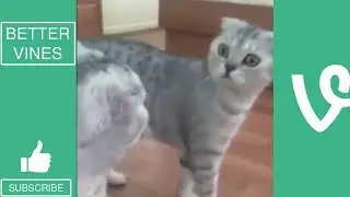 Funny Cats 2016 - Vine Compilation - BEST VINES ✔️