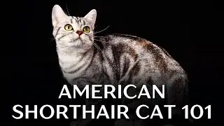 American Shorthair Cat 101 - Everything You Need to Know