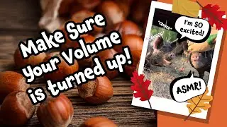 Pigs Crunching Hazelnuts ASMR #pig  #farming #crunchy #naturesounds #farmlife