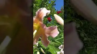 Лилия ОТ- гибрид Элюзив.