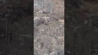 Black Bear High Above the maud road range