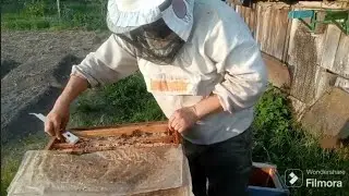 Первый рой в сезоне, осмотр пчел 010624.