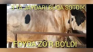 JAYDAR BUQALARDAN FOYDA ZO'R BO'LDI ,