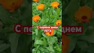 #лето #красота #цветы #природа #краснодар #жизнь #сад #любовь #