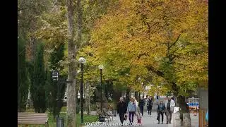 Листья желтые
