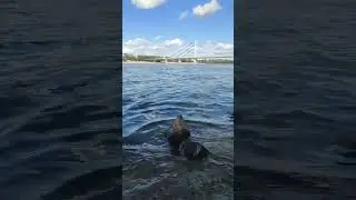 Каменички парк #сербия