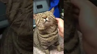 cat Activation