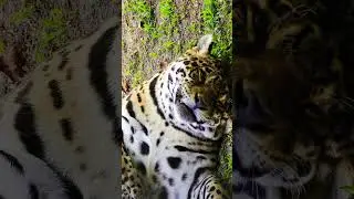 У каждого леопарда ЭТО уникально! 
