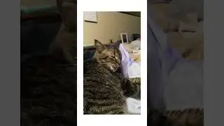 Cat doesn't sweat.