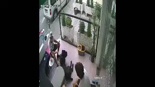 CANE CORSO REAL ATTACK 