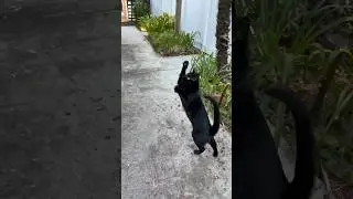Mini-Panther Jump! #bombaycat #minipanther #cats