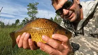 Золотой карась (Carassius carassius).  Рыбалка на поплавочную удочку  21 июля 2024г.