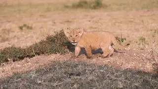 Cute lion cub calling for her mother