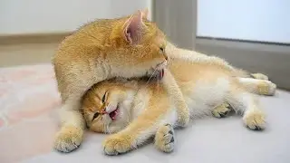 Pregnant cat Samel is learning how to be a good mother by caring for her nephew Shin