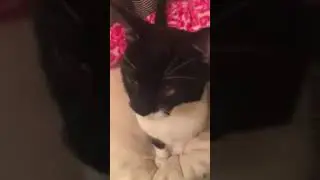 Cat Was In Excruciating Pain After Getting Declawed. His Recovery Story is Something You Have To See