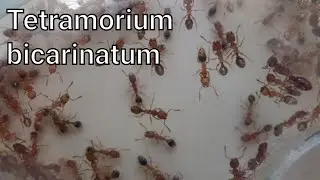 TETRAMORIUM BICARINATUM. От империи до маленькой семьи