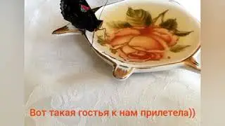 Кормление бабочки!