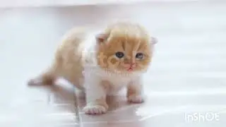 Маленькие котики,розовые  носики❤️❤️❤️