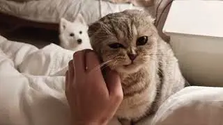Chloe the cat is the master in the owner's bed💕