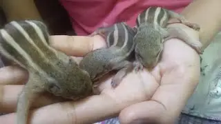 Vlog 4 || Feeding Squirrel babies 🐿️🐿️ #feedingtime #caring #cute #rescued