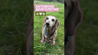 Ваша собака не постареет благодаря этим упражнениям 🤍 #собака #дрессировка #собаки #кинолог #танцы