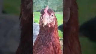 Up Close with a Curious Chicken: A Feathered Stare Down
