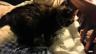 Sally Do a Thing