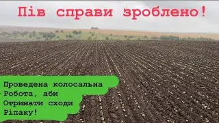 Вирощування ріпаку без плуга. Два види обробітку ґрунту.