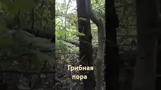 Подосиновики #грибная пора#