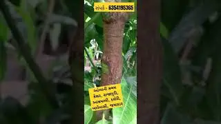 સોસીયા ની આંબાની કલમ મો. 6354195365