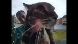 КОТ МЯУКАЕТ (НАОБОРОТ)