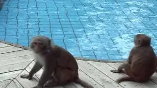 Плавающие обезьяны,прикольное видео