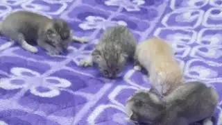 Cute Little Kittens 😸 ❤
