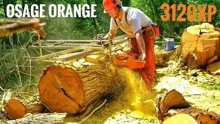 Chainsaw Milling A Rock Hard Osage Orange Log Into Slabs!! #RiPchain